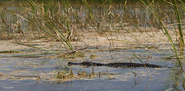 03 Fort Lauderdale, Everglades.jpg